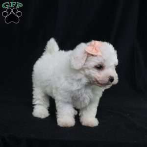 Nora (Tiny), Bichon Frise Puppy